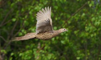 Defra takes aim at game shooting