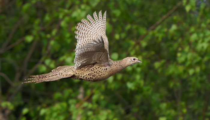 Defra takes aim at game shooting - image {image:count}