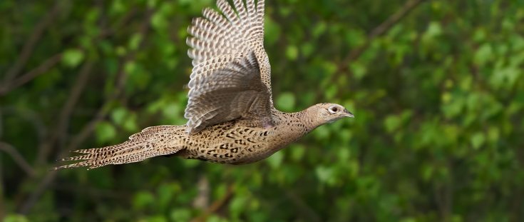 Defra takes aim at game shooting