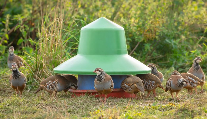 Natural England extends game shooting ban across more SPAs