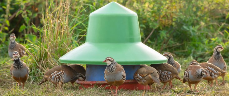 Natural England extends game shooting ban across more SPAs