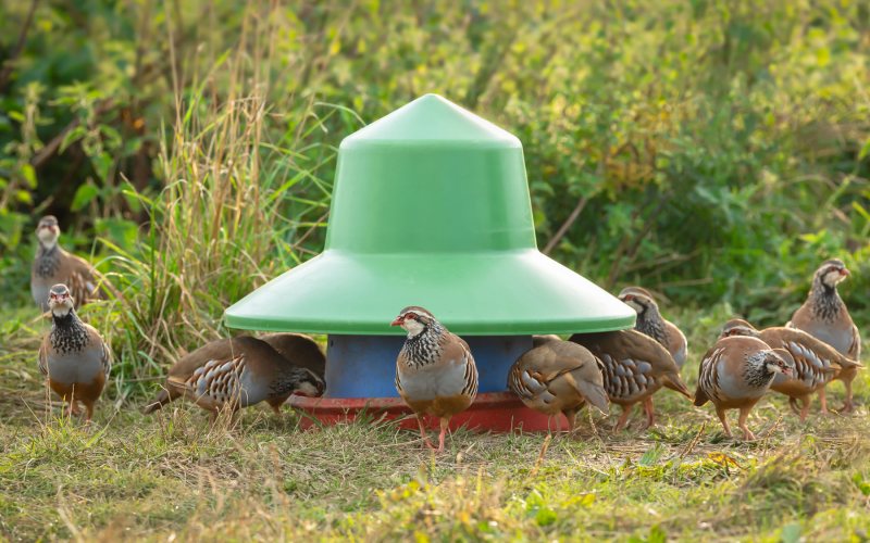 Natural England extends game shooting ban across more SPAs