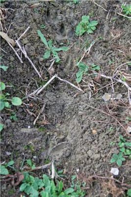 Hunting - Deer Hunting - image {image:count}