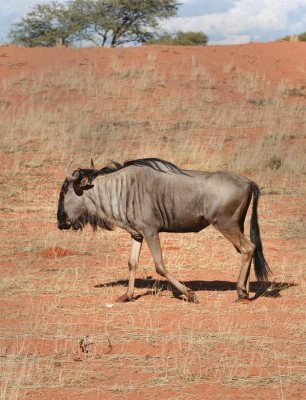 Hunting Story: Calibres for Africa - image {image:count}
