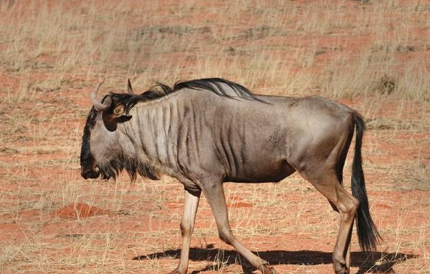 Hunting Story: Calibres for Africa