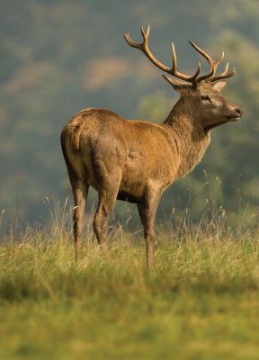 Hunting Story: Easier Going - image {image:count}