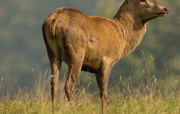 Hunting Story: Easier Going