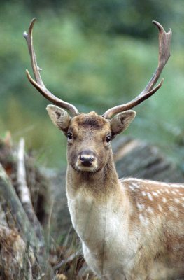 Hunting Story: Play Misty for Me - image {image:count}