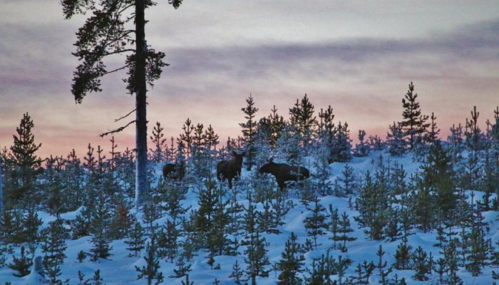 Moose Hunting - image {image:count}