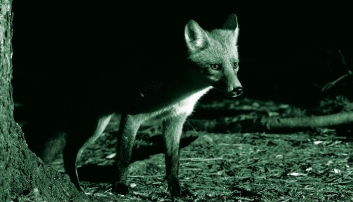 Night Vision Diaries: Foxing on the Raith Estate Pt2