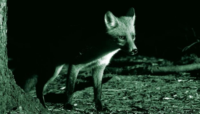 Night Vision Diaries: Foxing on the Raith Estate Pt2 - image {image:count}