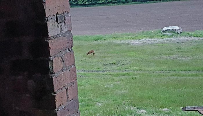 Night Vision Diaries: Foxing on the Raith Estate Pt2 - image {image:count}