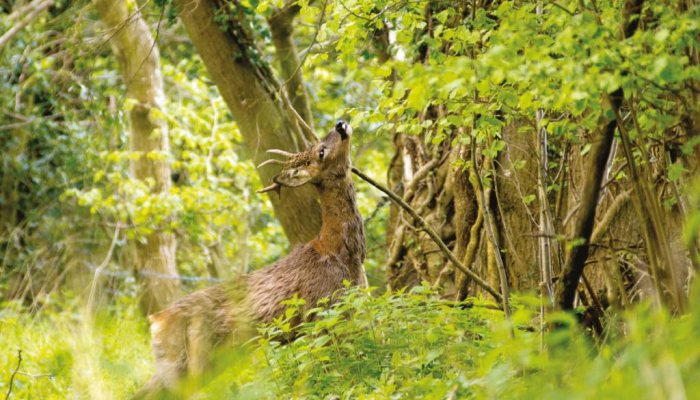 Pest Control Diary: Best Laid Plans - image {image:count}