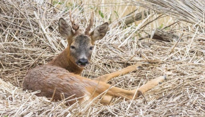 Pest Control Diary: Best Laid Plans - image {image:count}