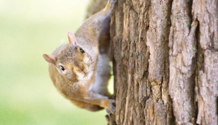 Pest Control Diary: Start ‘em Young - image {image:count}