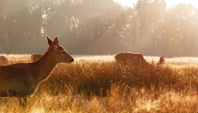 Deer Hunter: Smell and Hearing