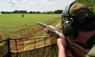 Pigeons in, ducks out – Defra moves to shorten the quarry list