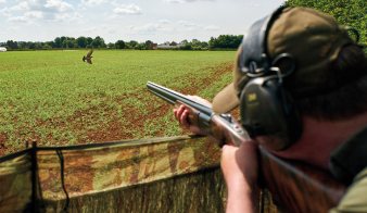Pigeons in, ducks out – Defra moves to shorten the quarry list