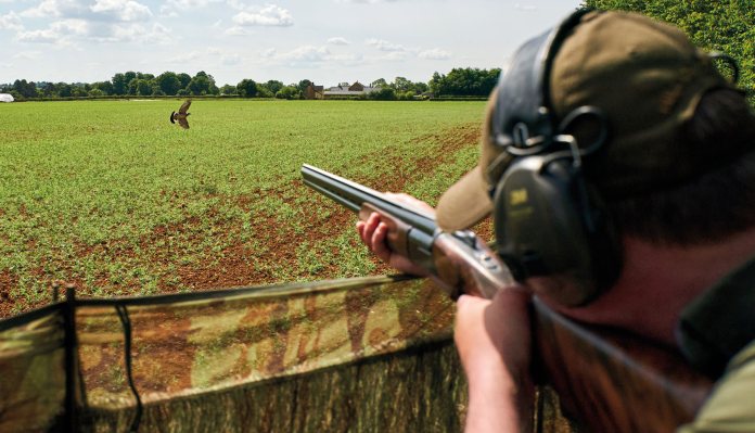 Pigeons in, ducks out – Defra moves to shorten the quarry list