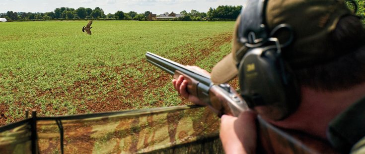 Pigeons in, ducks out – Defra moves to shorten the quarry list