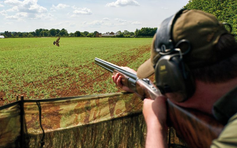 Pigeons in, ducks out – Defra moves to shorten the quarry list