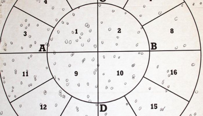 Winchester SX4 Field Semi-Auto - image {image:count}
