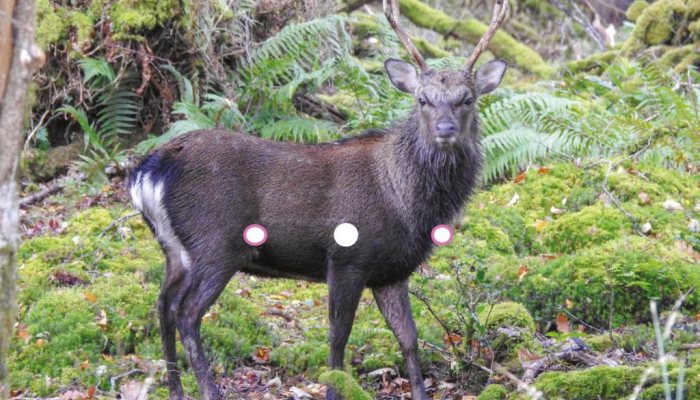 Deer Hunter: Aim Off! - image {image:count}