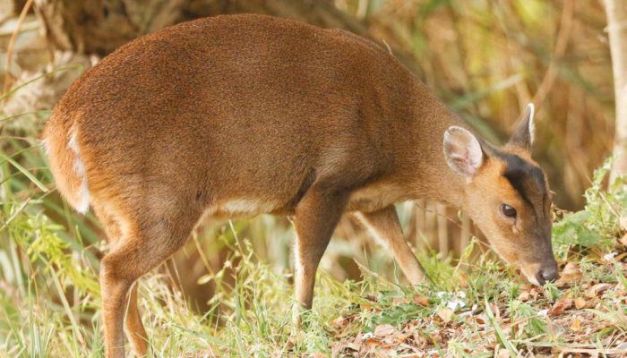 Deer Hunter; Jungle Creeper - image {image:count}