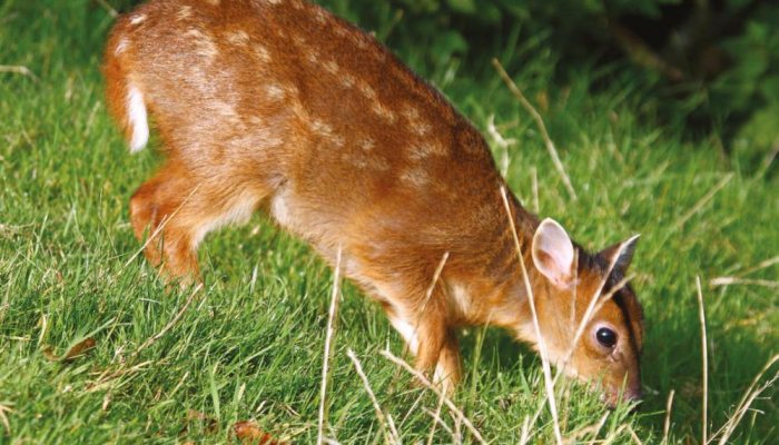 Deer Hunter; Jungle Creeper - image {image:count}