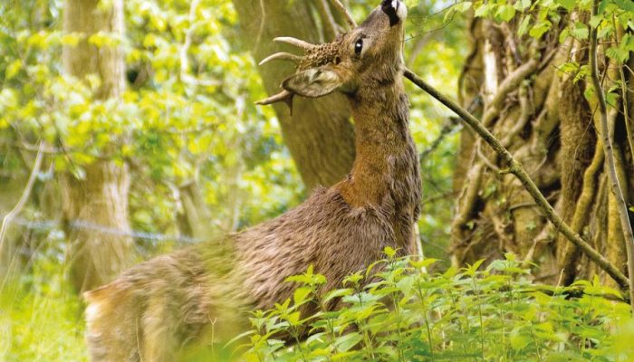 Deer Hunter: Returning Roe Deer - image {image:count}