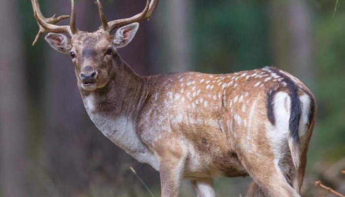 Deer Hunter: Three Small Woods - image {image:count}