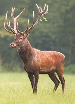 Deer Hunter: Ultimate Species - image {image:count}