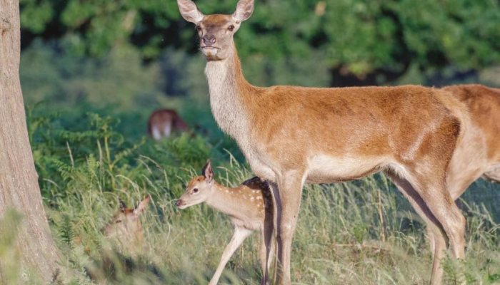 Deer Hunter: Ultimate Species - image {image:count}