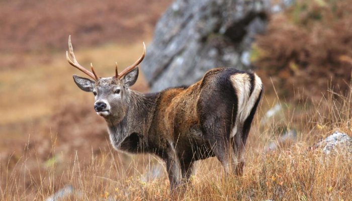 Deer Hunter: Ultimate Species - image {image:count}