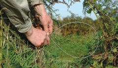 Scotland rules out a ban on selling snares