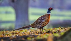High Court rules Natural England acted unlawfully on gamebird release licensing