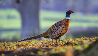 High Court rules Natural England acted unlawfully on gamebird release licensing
