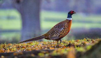 High Court rules Natural England acted unlawfully on gamebird release licensing