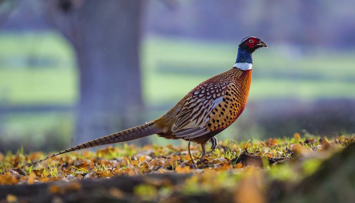 High Court rules Natural England acted unlawfully on gamebird release licensing