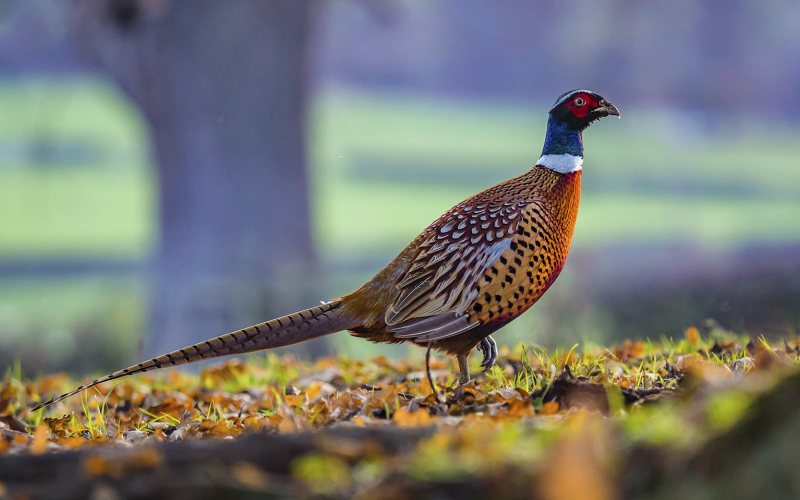 High Court rules Natural England acted unlawfully on gamebird release licensing