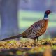 High Court rules Natural England acted unlawfully on gamebird release licensing