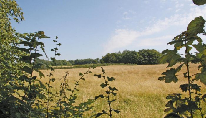 Groundwork - Pest Control - image {image:count}