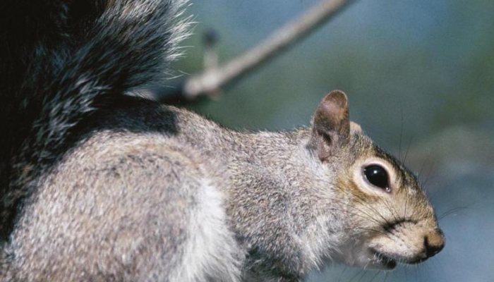 Groundwork - Pest Control - image {image:count}