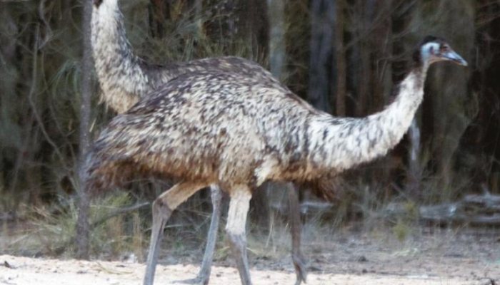 Hunting Down Under - image {image:count}