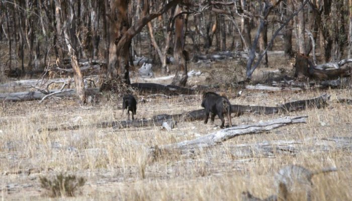 Hunting Story: Angry Bacon - image {image:count}