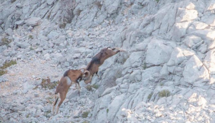 Hunting Story - The High Hunt - image {image:count}