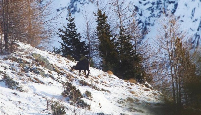 Hunting Story: The High Hunt - image {image:count}