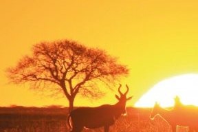 Hunting Story: Red Hartebeest in Namibia