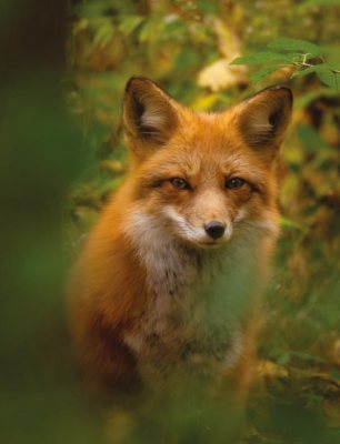 Outfoxing Charlie Part 1 - image {image:count}