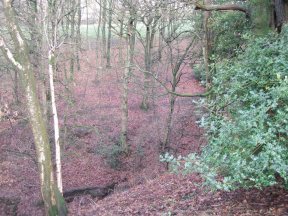 Pest Control Diary: Squirrel control - image {image:count}